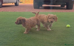 Cockapoo dogs for sale: Cockapoo puppys for sale - Image 9
