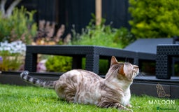 Bengal cats for sale: Majestic Blue-eyed Snow Bengal-TICA-Champion line - Image 22