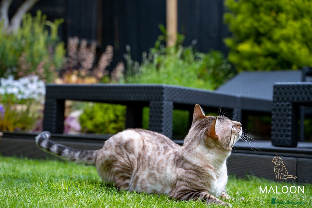 Bengal cats for sale: Majestic Blue-eyed Snow Bengal-TICA-Champion line - Image 22