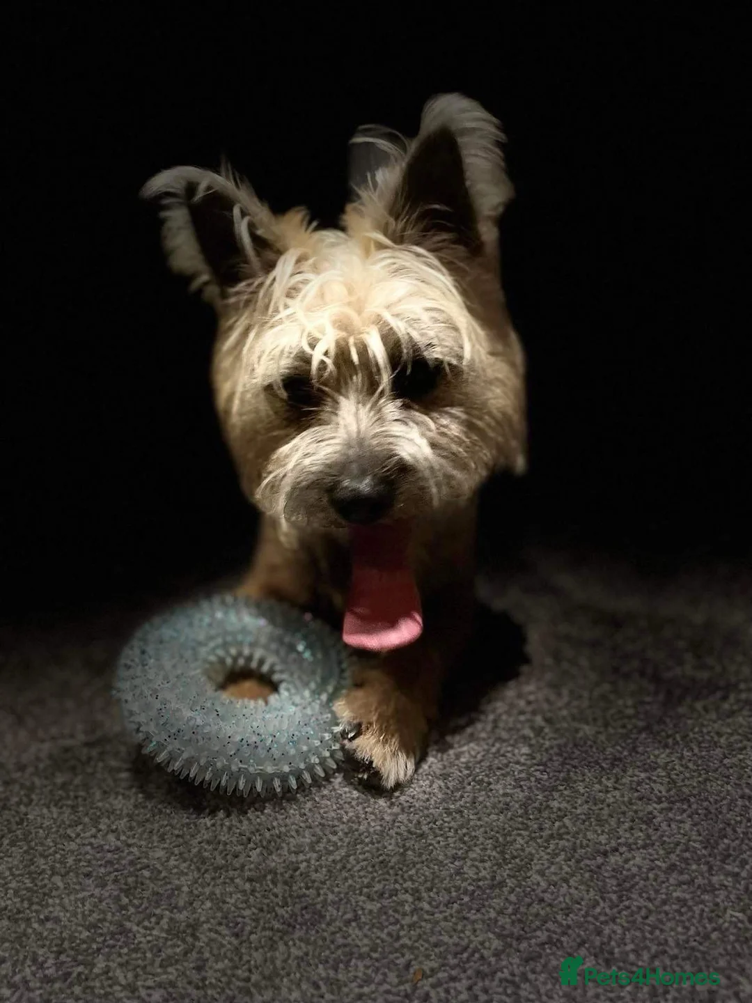 Cairn Terrier dogs for stud: pedigree cairn terrier for stud in Waterlooville - Advert 4