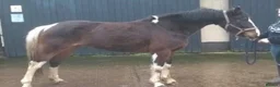 Other Breed horses for sale: Beautiful 14.2hh coloured mare - Advert 1