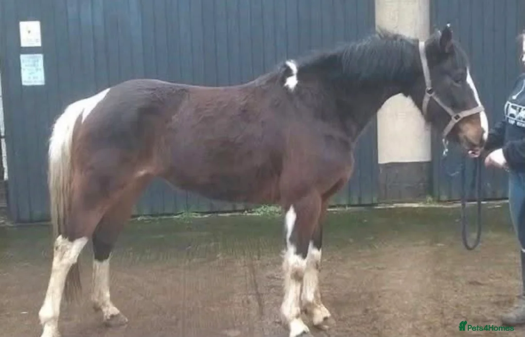 Other Breed horses for sale: Beautiful 14.2hh coloured mare - Advert 1