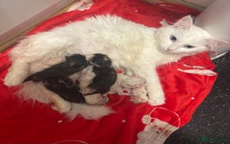 Turkish Angora cats for sale: Friendly, Cute & Cuddly Kittens – Ready 10/12  - Advert 21