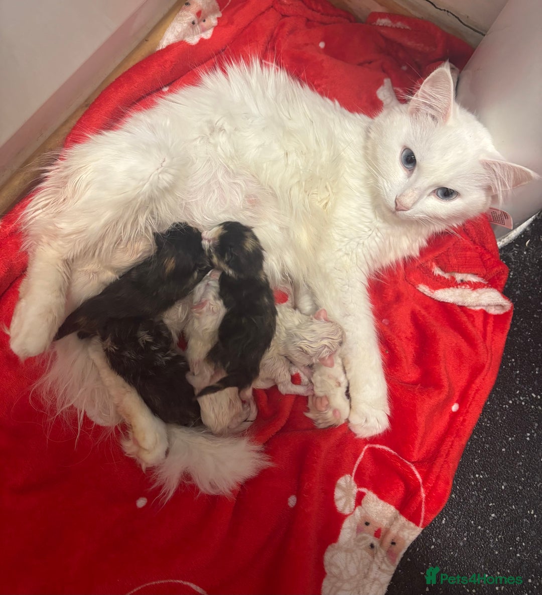 Turkish Angora cats for sale: Friendly, Cute & Cuddly Kittens – Ready 10/12  - Advert 21