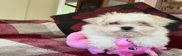 Maltese dogs for sale: Maltese puppy for sale  - Advert 1