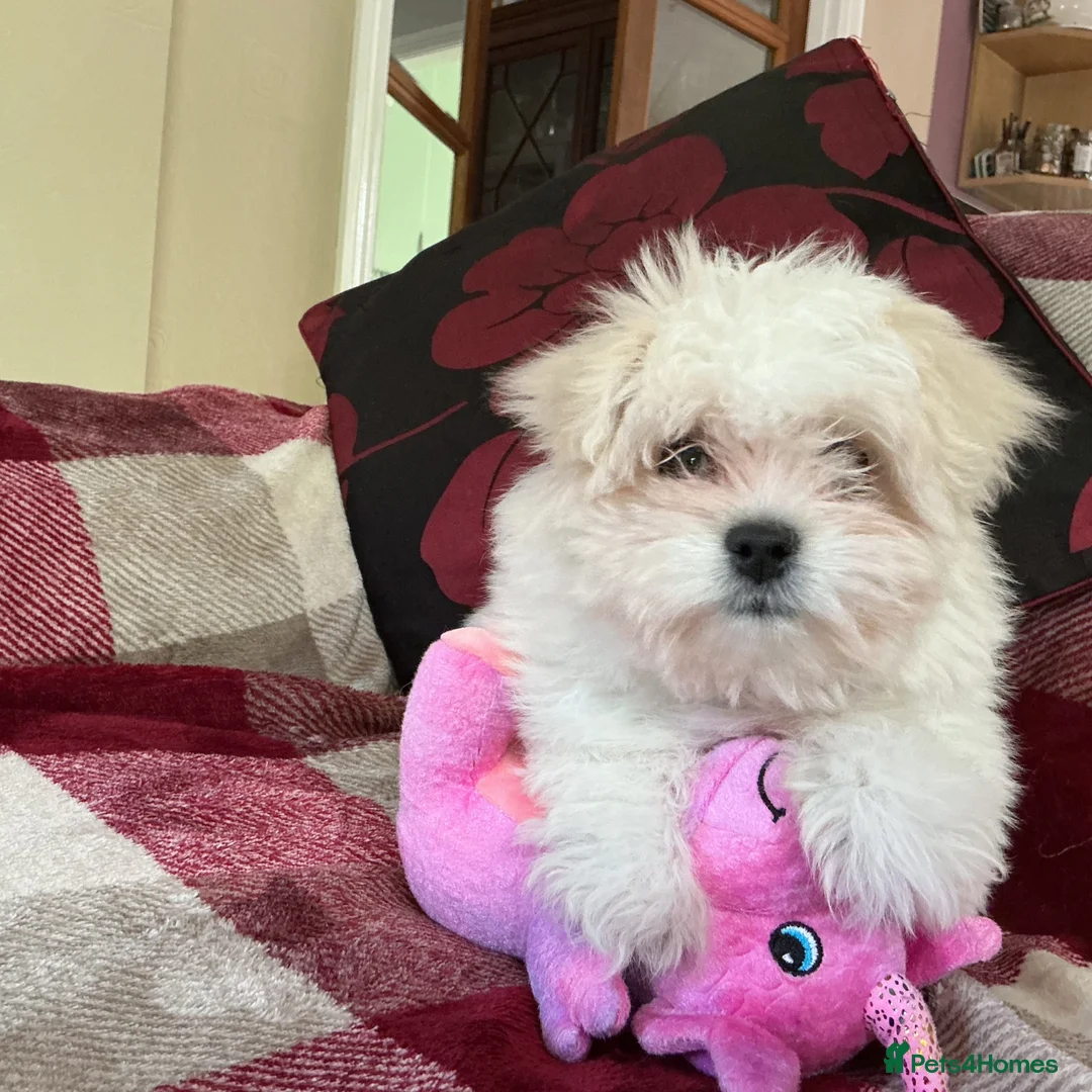 Maltese dogs for sale: Maltese puppy for sale  - Advert 1