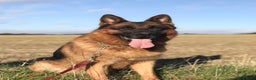 German Shepherd dogs for sale: Stunning German Shepherd - Advert 3