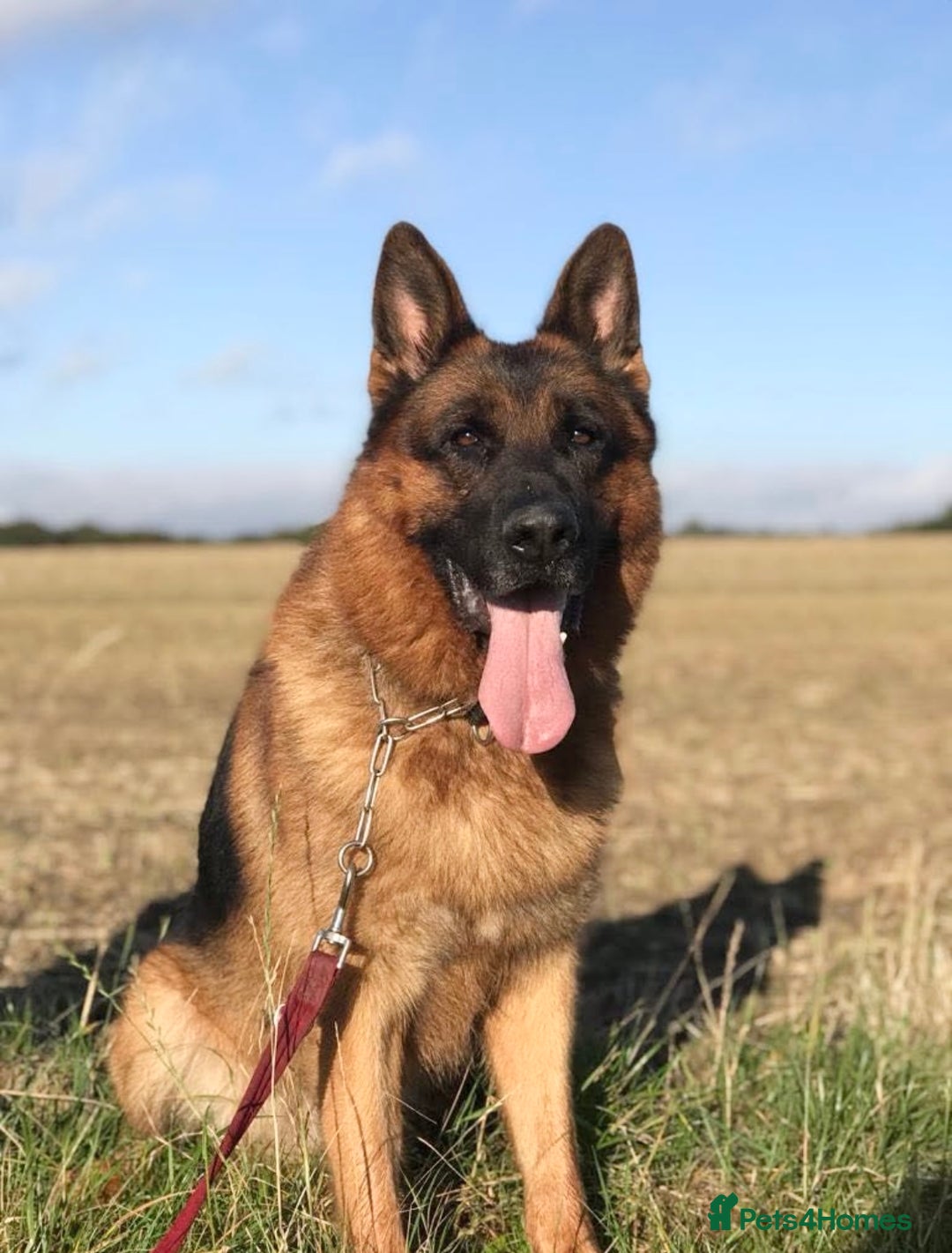 German Shepherd dogs for sale: Stunning German Shepherd - Advert 3