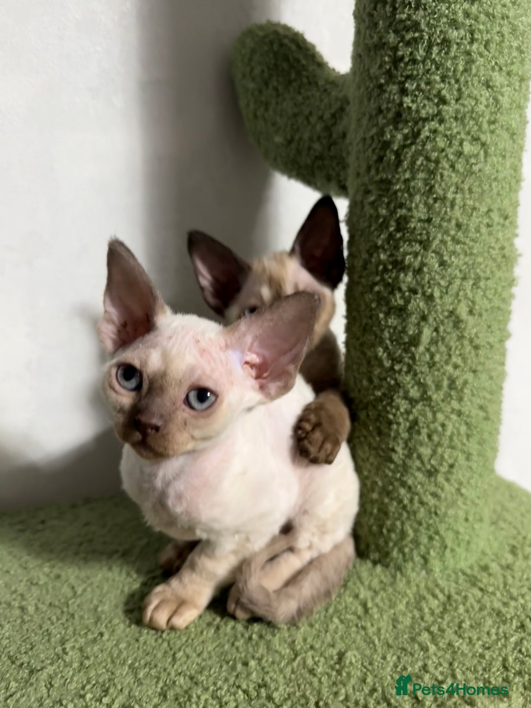 Devon Rex cats for sale: 😍😍😍 3 girls registered GCCF😍😍😍 - Advert 3