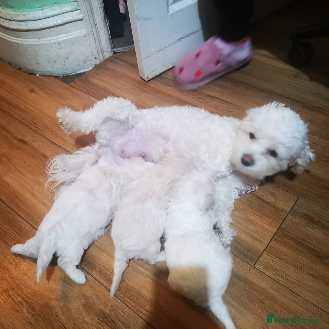 Bichon Frise dogs for sale: 3 beautifuls puppy Bichon Maltese - Advert 3