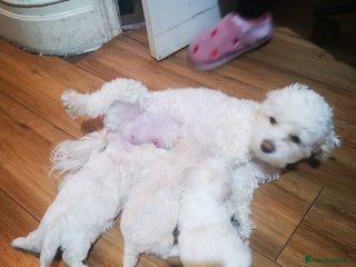 Bichon Frise dogs 3 beautifuls puppy Bichon Maltese - Advert 1
