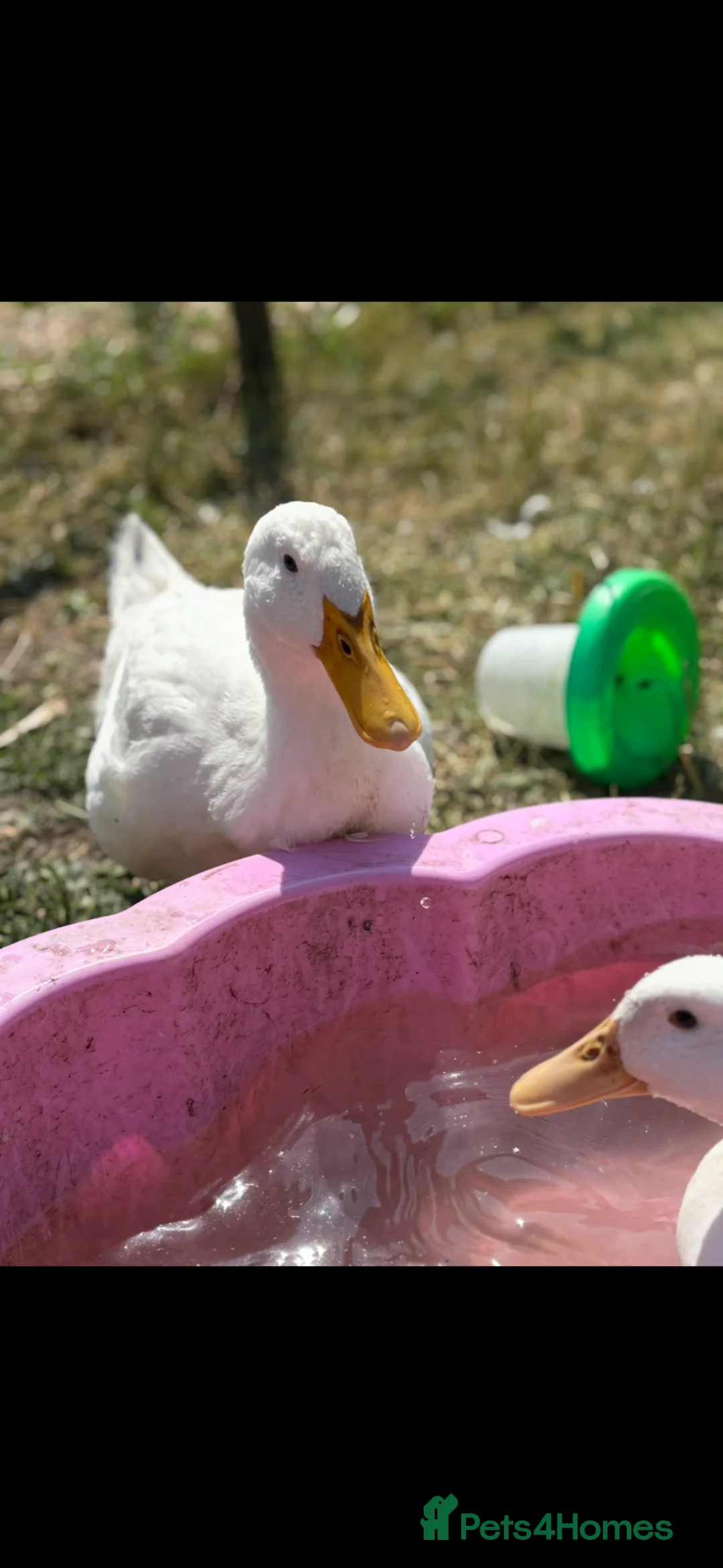 Ducks poultry for sale: Male cheery valley x pekin duck - Advert 2