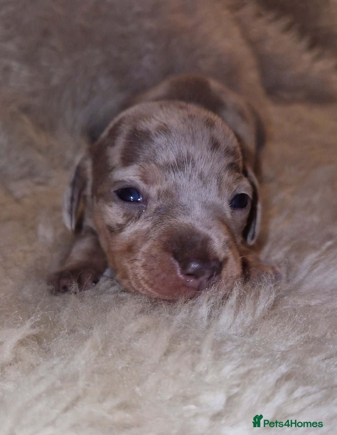 Dachshund dogs for sale: Beautiful litter of mini dachshunds  - Advert 4