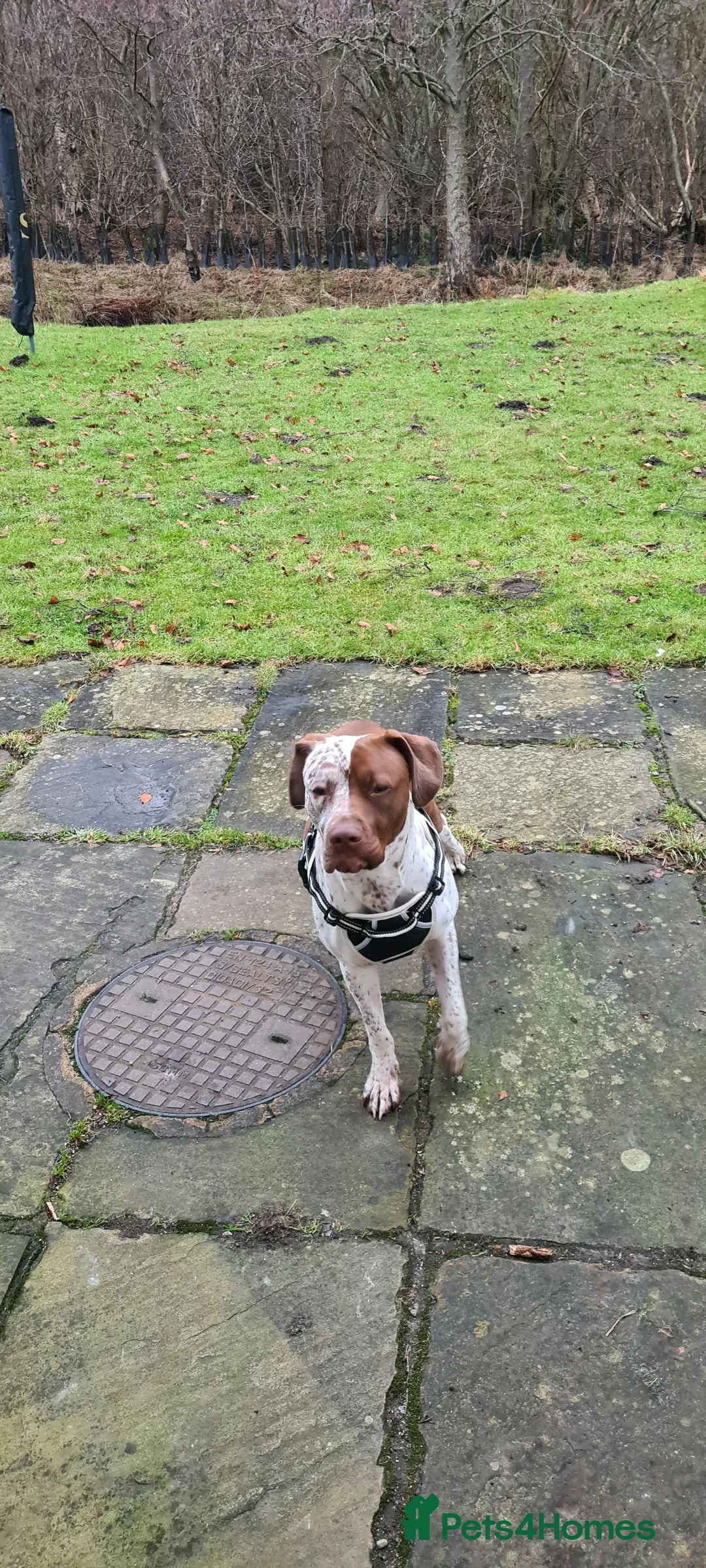 Mixed Breed dogs for sale: Bella pointer x staff - Advert 2