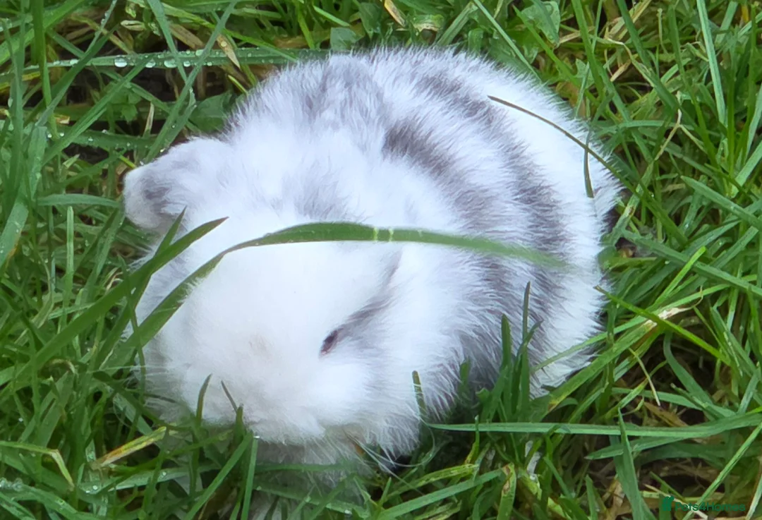 Mini Lop rabbits for sale: 3 stunning mini lops - Advert 1