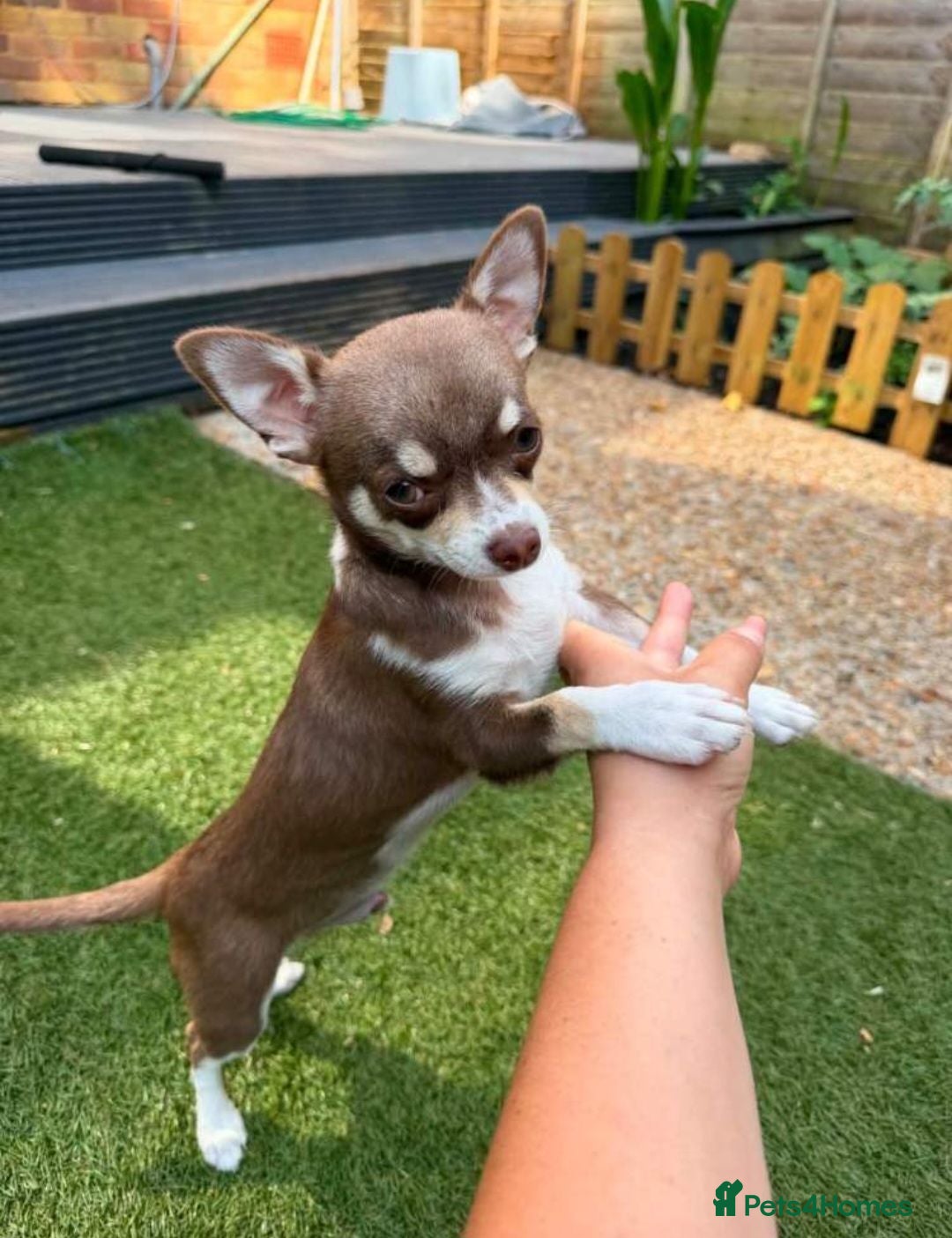 Chihuahua dogs 4 month male chihuahua - Advert 3