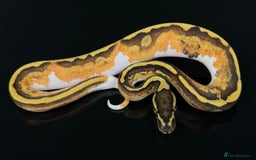 Python Snake reptiles for sale: Royal pythons  - Image 27