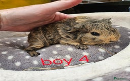 Guinea Pig rodents for sale: Baby girl and boy guinea pigs ready now - Image 8