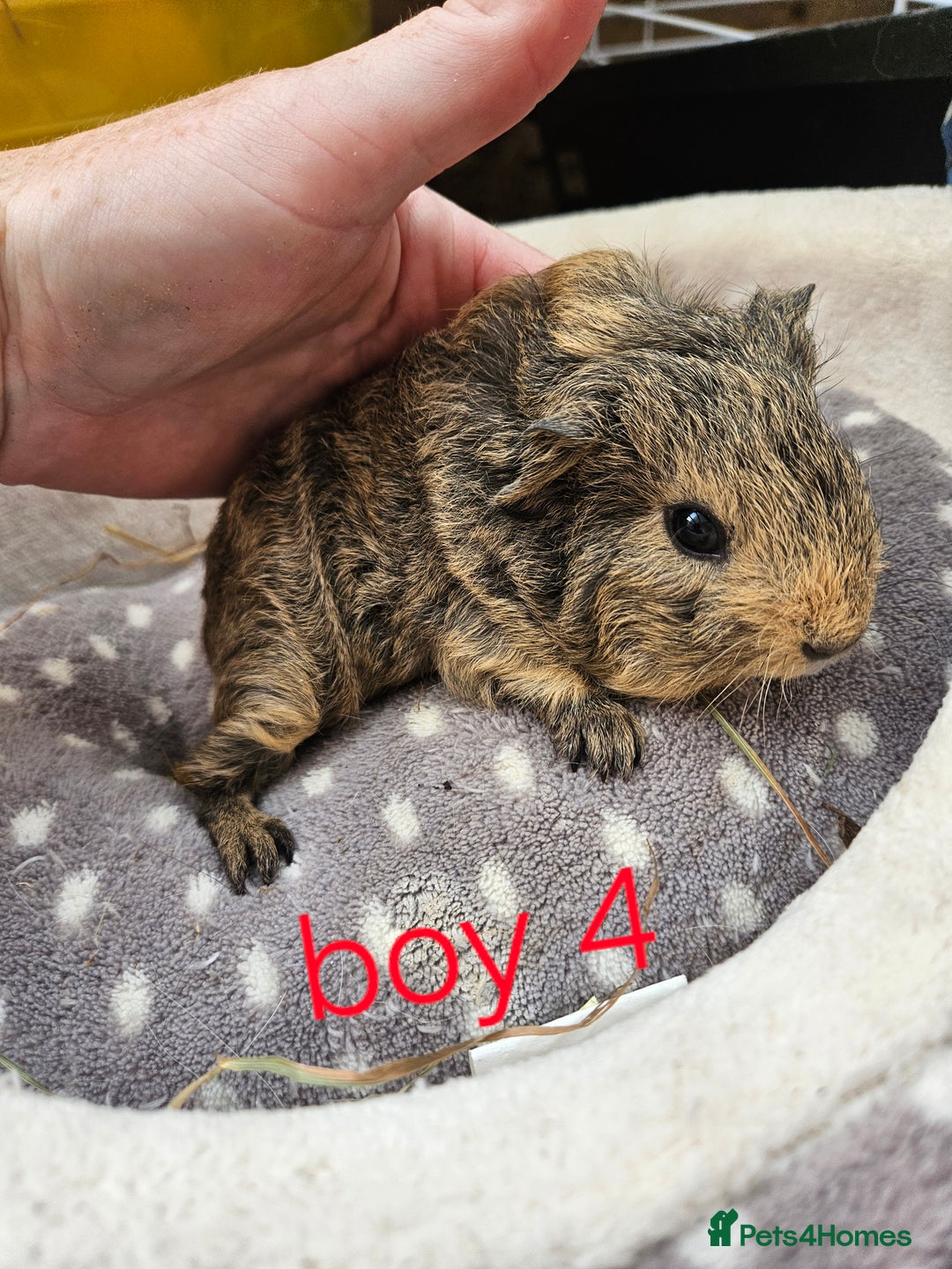 Guinea Pig rodents for sale: Baby girl and boy guinea pigs ready now - Image 8