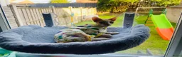 Sphynx cats for sale: 9 month old female sphynx  - Advert 5