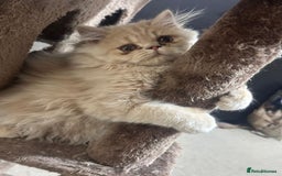 Persian cats for sale: Persian kittens - Image 7