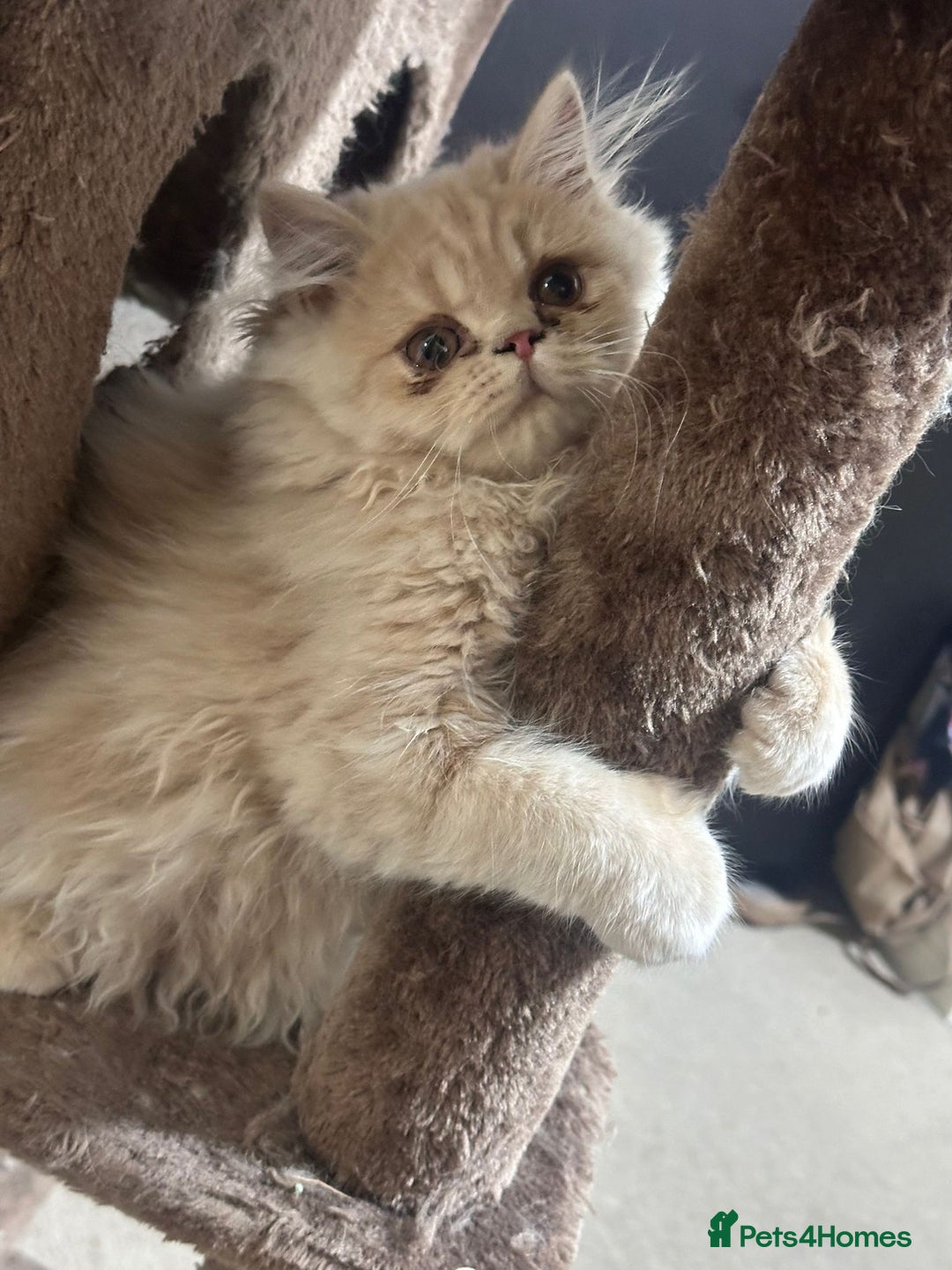 Persian cats for sale: Persian kittens - Image 7