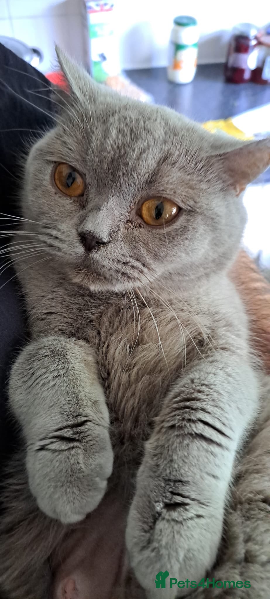 British Shorthair cats British short-hair - Advert 2