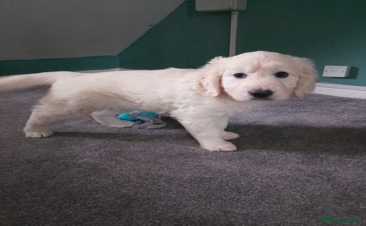 Golden Retriever dogs - Advert 9