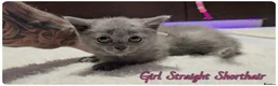Scottish Fold cats for sale: Scottish Fold kittens - Advert 13