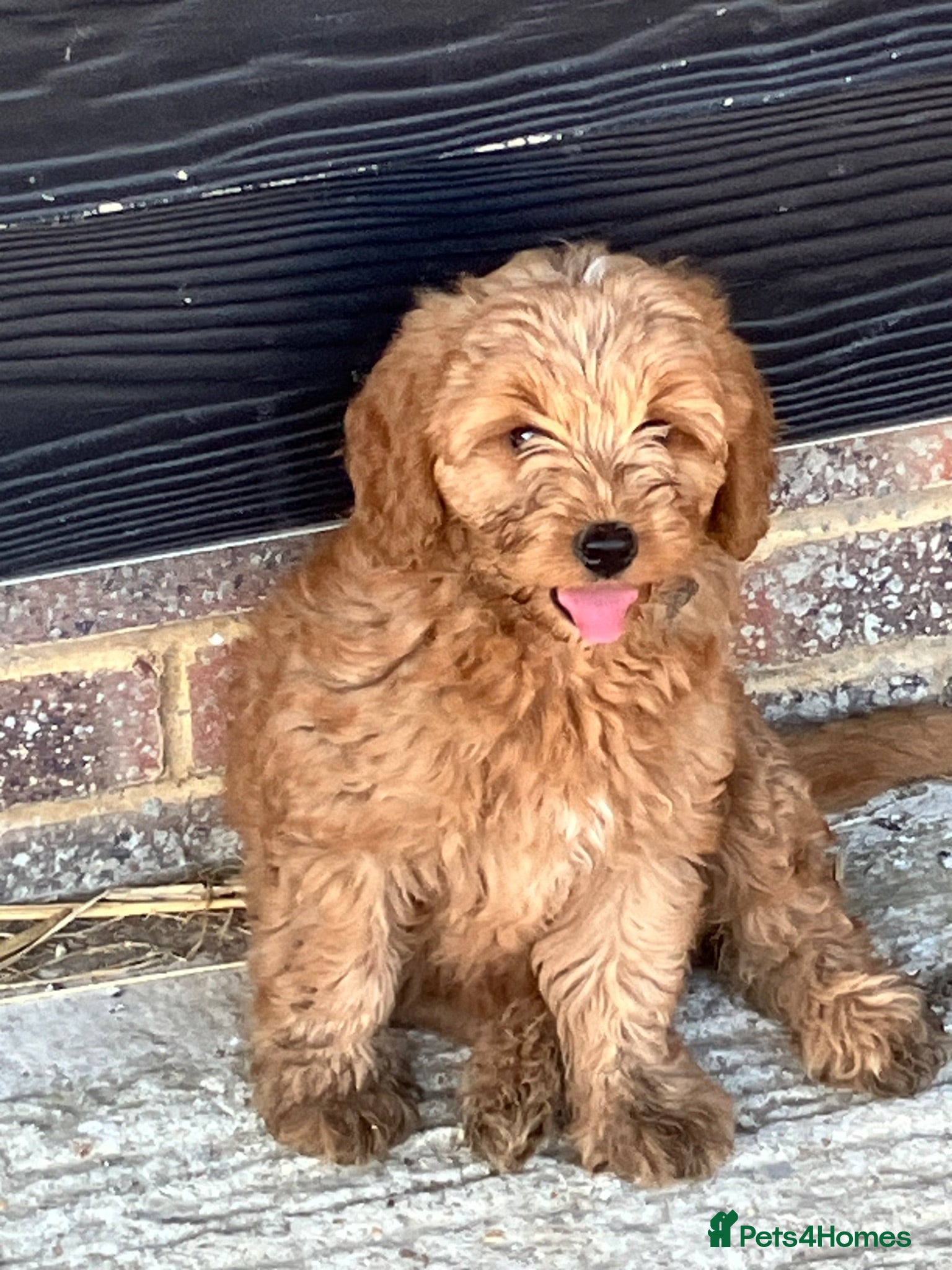 Cockapoo dogs Beautiful Cockapoos - Advert 2