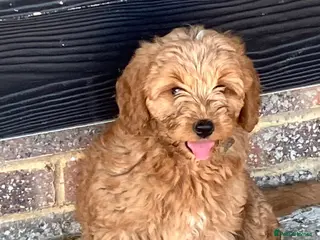 Cockapoo dogs Beautiful Cockapoos - Advert 2