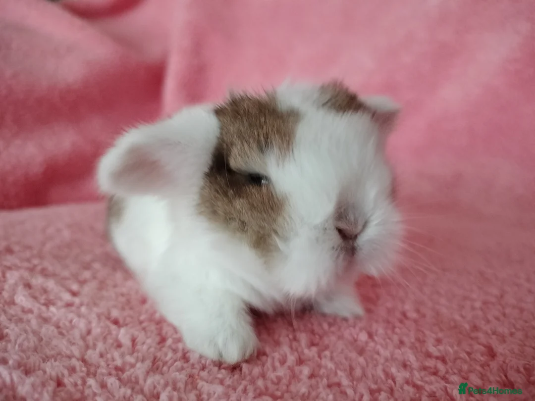 Mini Lop rabbits for sale: Baby mini lops for sale  - Advert 4