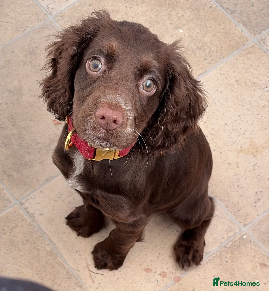 Cocker Spaniel dogs for sale: 5 month old Chocolate Cocker Spaniel in Billingham - Advert 1