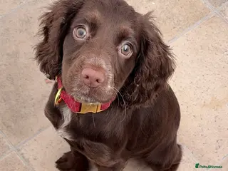 Cocker Spaniel dogs 5 month old Chocolate Cocker Spaniel - Advert 7