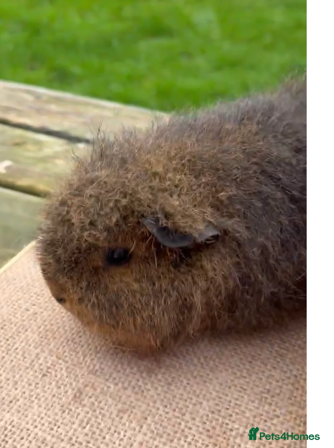 Guinea Pig rodents for sale: Beautiful Swiss & crested young guinea pigs - Advert 4