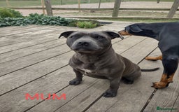Staffordshire Bull Terrier dogs for sale: Chunky Staffy pups 💕 2 girls left, Ready to leave - Image 38
