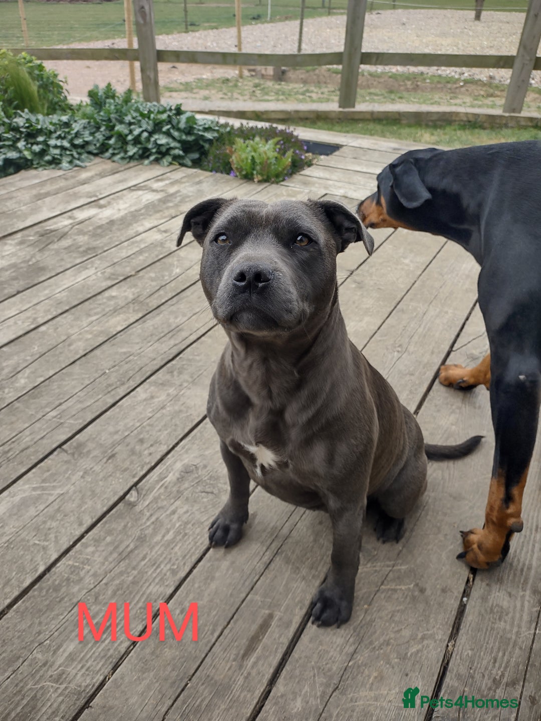 Staffordshire Bull Terrier dogs for sale: Chunky Staffy pups 💕 2 girls left, Ready to leave - Image 38
