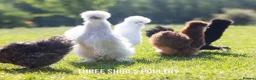 Chickens poultry for sale: Silkie Bantams - Advert 6