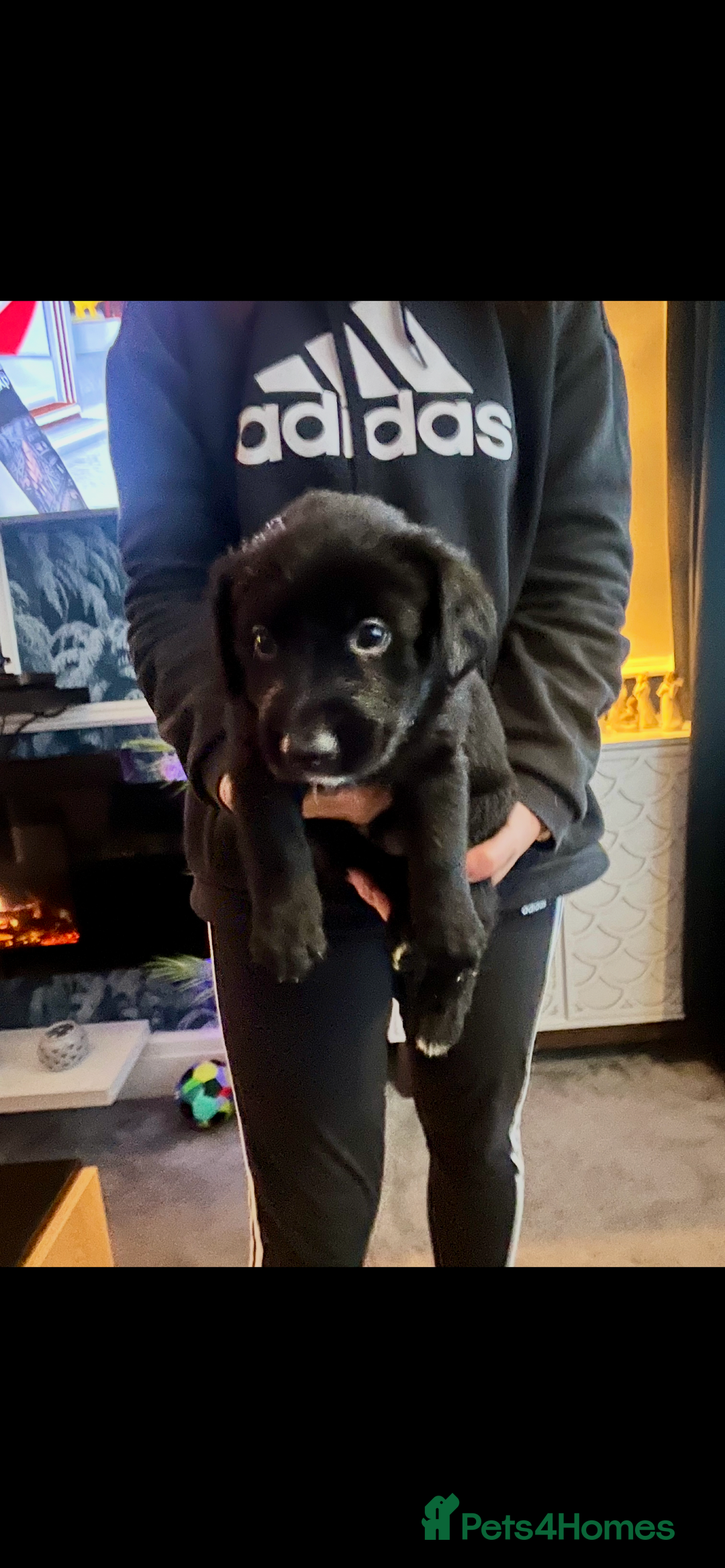 Mixed Breed dogs for sale: Belgian Shepherd x Goldador Puppies  - Advert 2