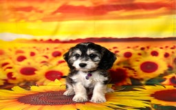 Cockapoo dogs for sale: ⭐️Rare Silver Phantom DNA CLEAR Mini F1 Cockapoos - Image 14