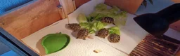 Hermann Tortoise reptiles for sale: Beautiful baby hermanns tortoises ready now  - Advert 3