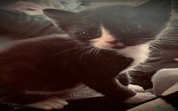 Sphynx cats for sale: Sphynx cross BSH kitten - Image 1