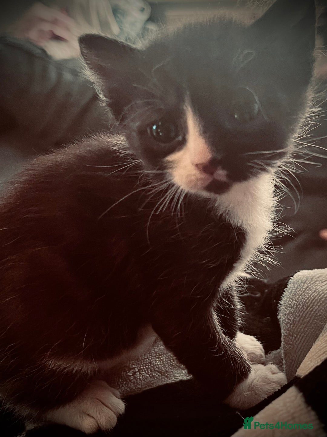 Sphynx cats for sale: Sphynx cross BSH kitten - Image 1