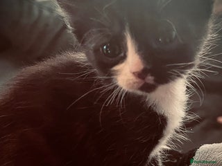 Sphynx cats for sale - Advert 1