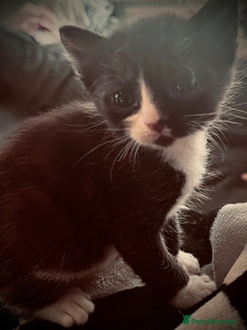 Sphynx cats - Advert 2