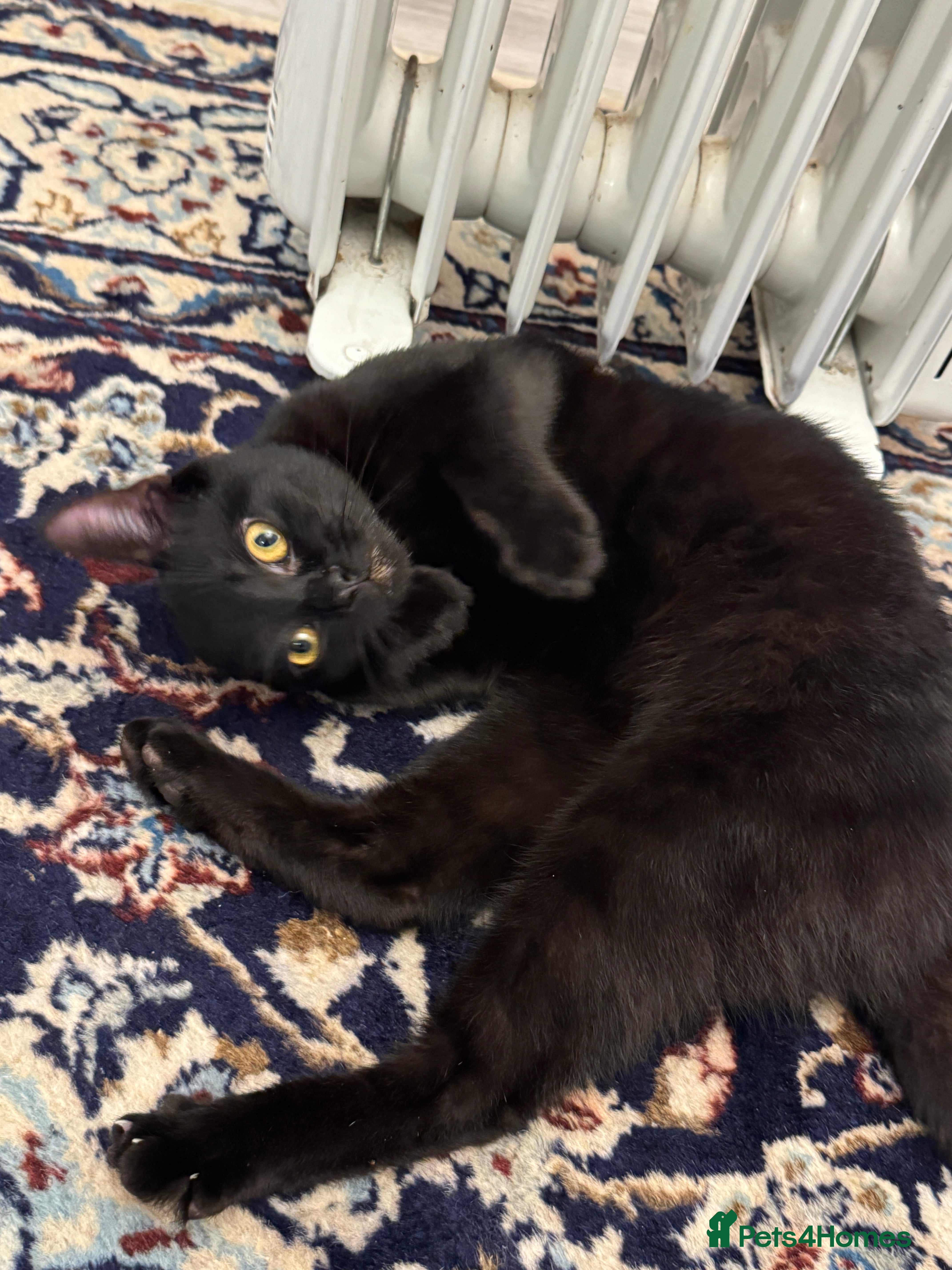 Mixed Breed cats Male black kitten cat - Advert 1