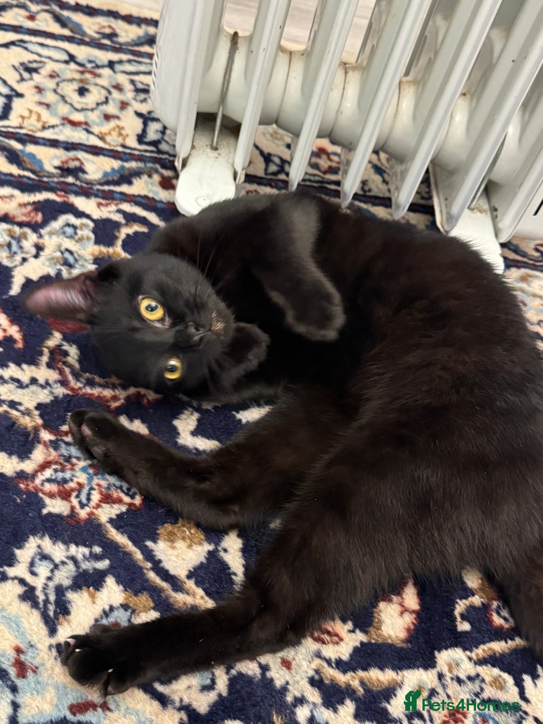 Mixed Breed cats for sale: Male black kitten cat - Advert 1