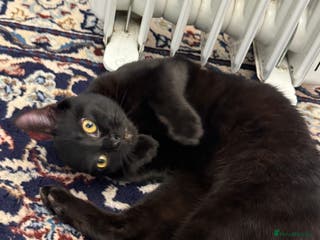 Mixed Breed cats Male black kitten cat - Advert 1