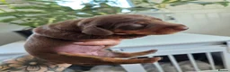 Miniature Dachshund dogs for sale: Gorgeous litter of miniature Dachshunds 🤎 - Advert 12