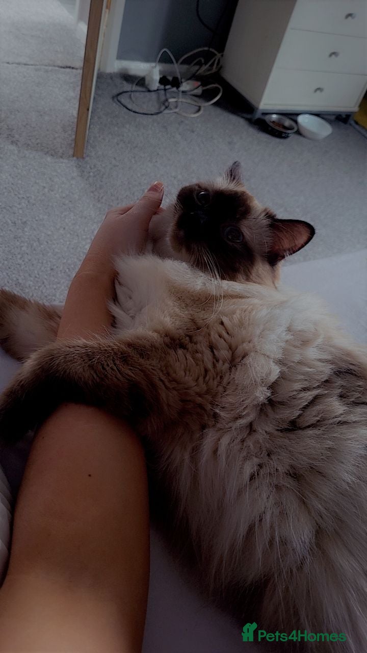 Ragdoll cats 3 year old spay female ragdoll - Advert 1